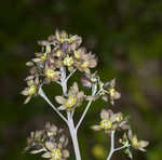 Blue cohosh